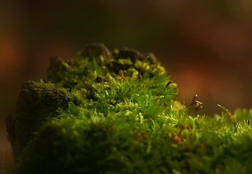 Утренние грёзы...