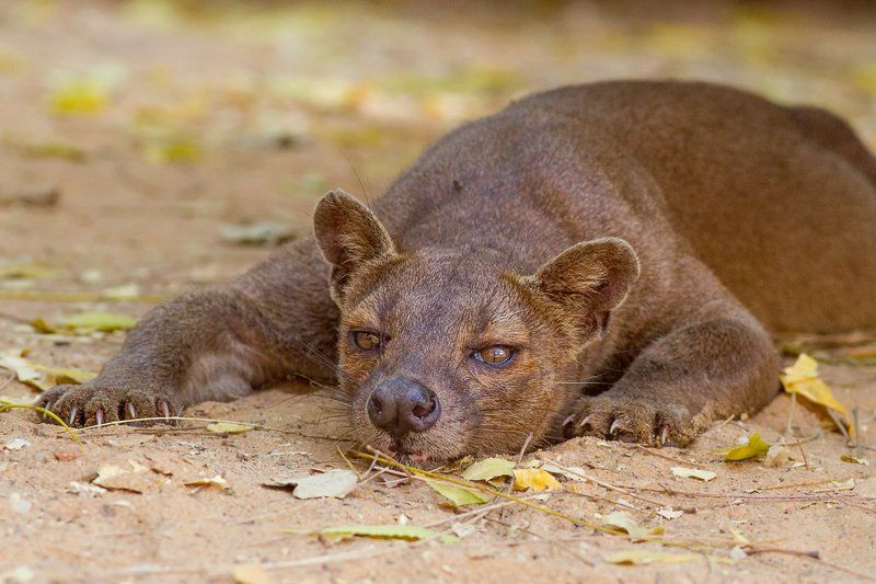 Мадагаскар, фосса, хищник Фосса фото превью