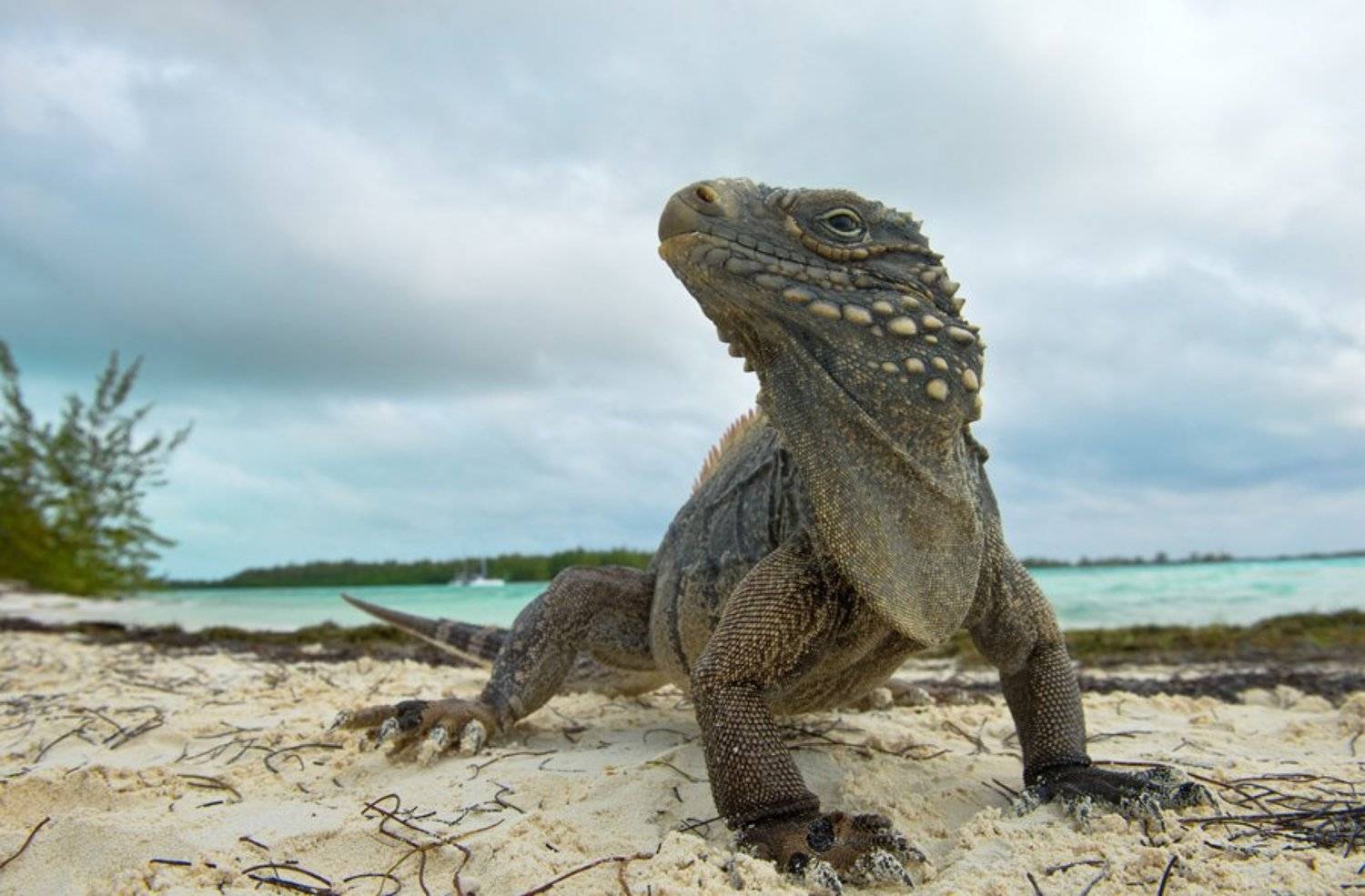 игуана, ящерица, дракон, куба, природа, дикая природа, остров, рептилии, nature, reptile, lizard, nature, wildlife, cuba, cyclura, cyclura nubila , Илья Гомыранов