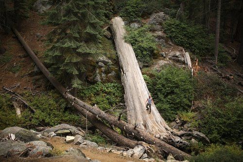 Sequoia, California