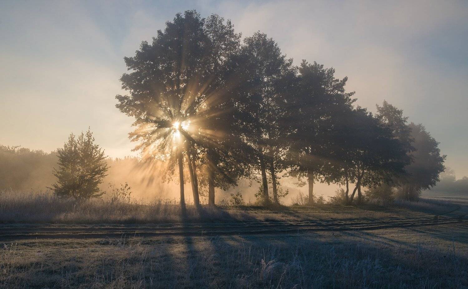 , Николай Шахманцир