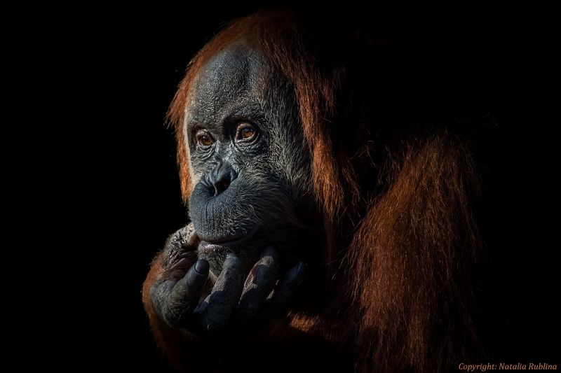 Взгляд, Глаза, Душа, Животные, Орангутан, Портрет, Сафари За парой глаз есть Душа... фото превью