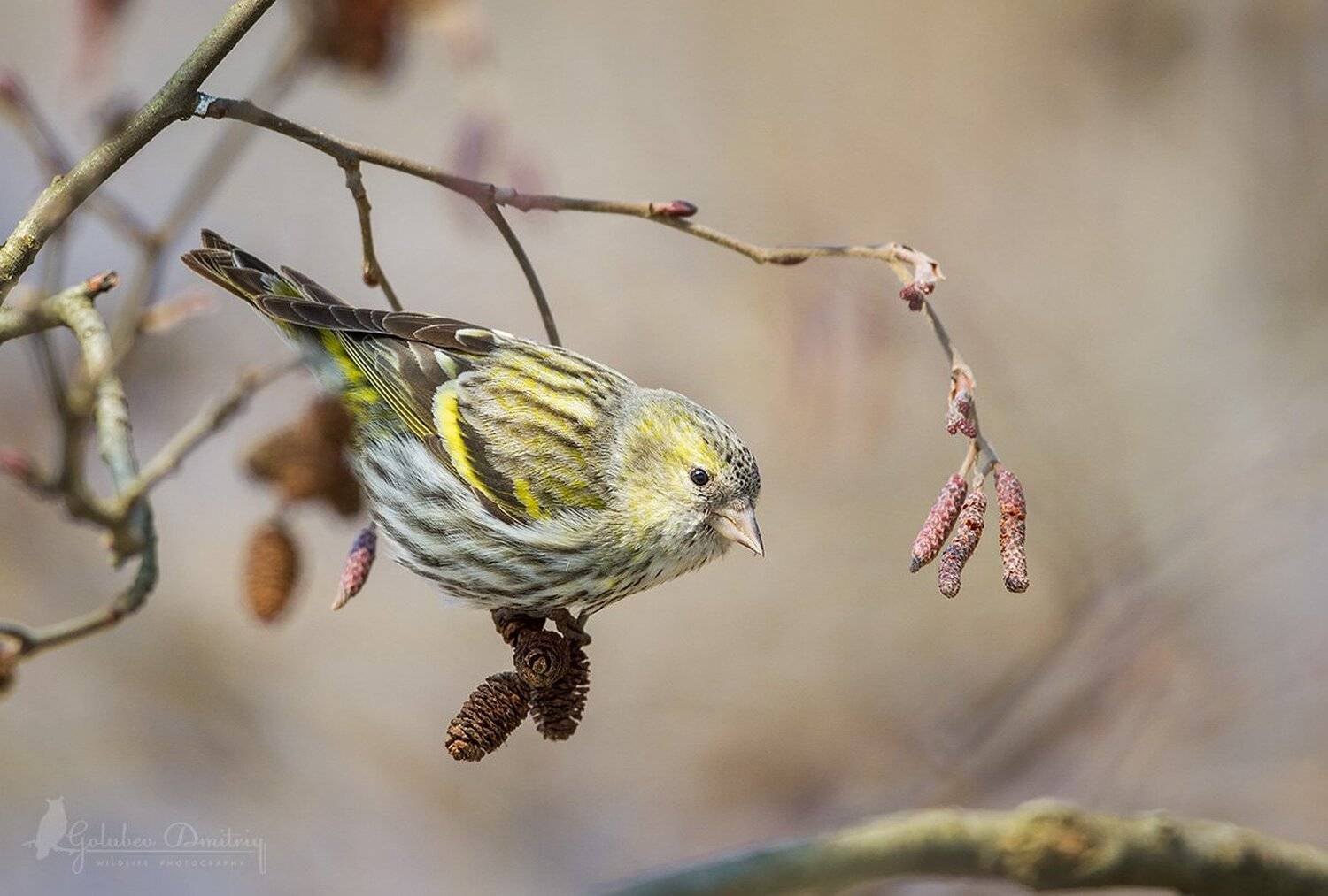 чиж, самочка, птицы, дикая природа, ольха, siskin, bird, wildlife, Голубев Дмитрий