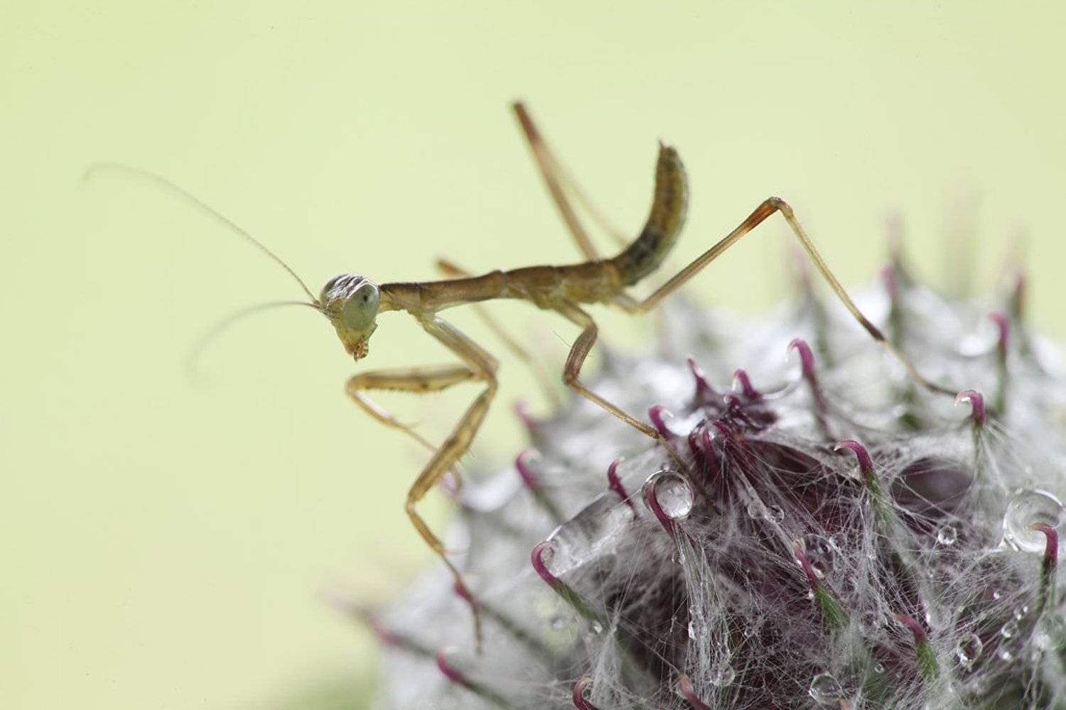 , Сергей Таланов