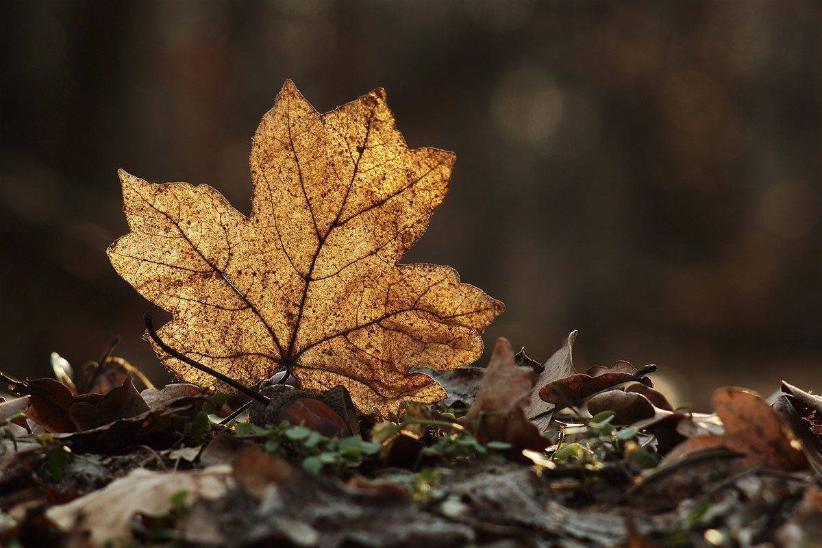 Кленовый лист, Лист, Роман Рысь