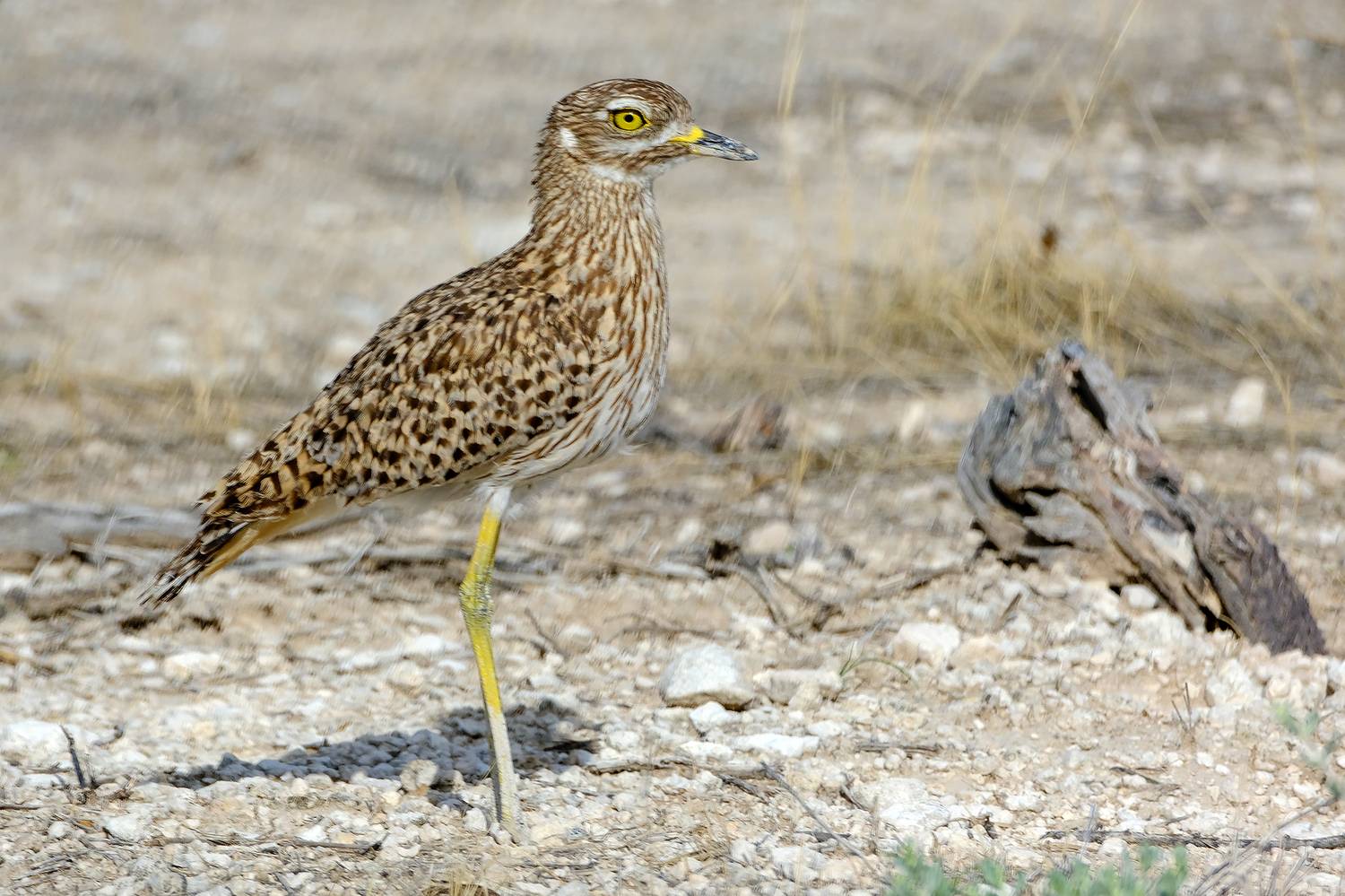 , Худзинская Ирина