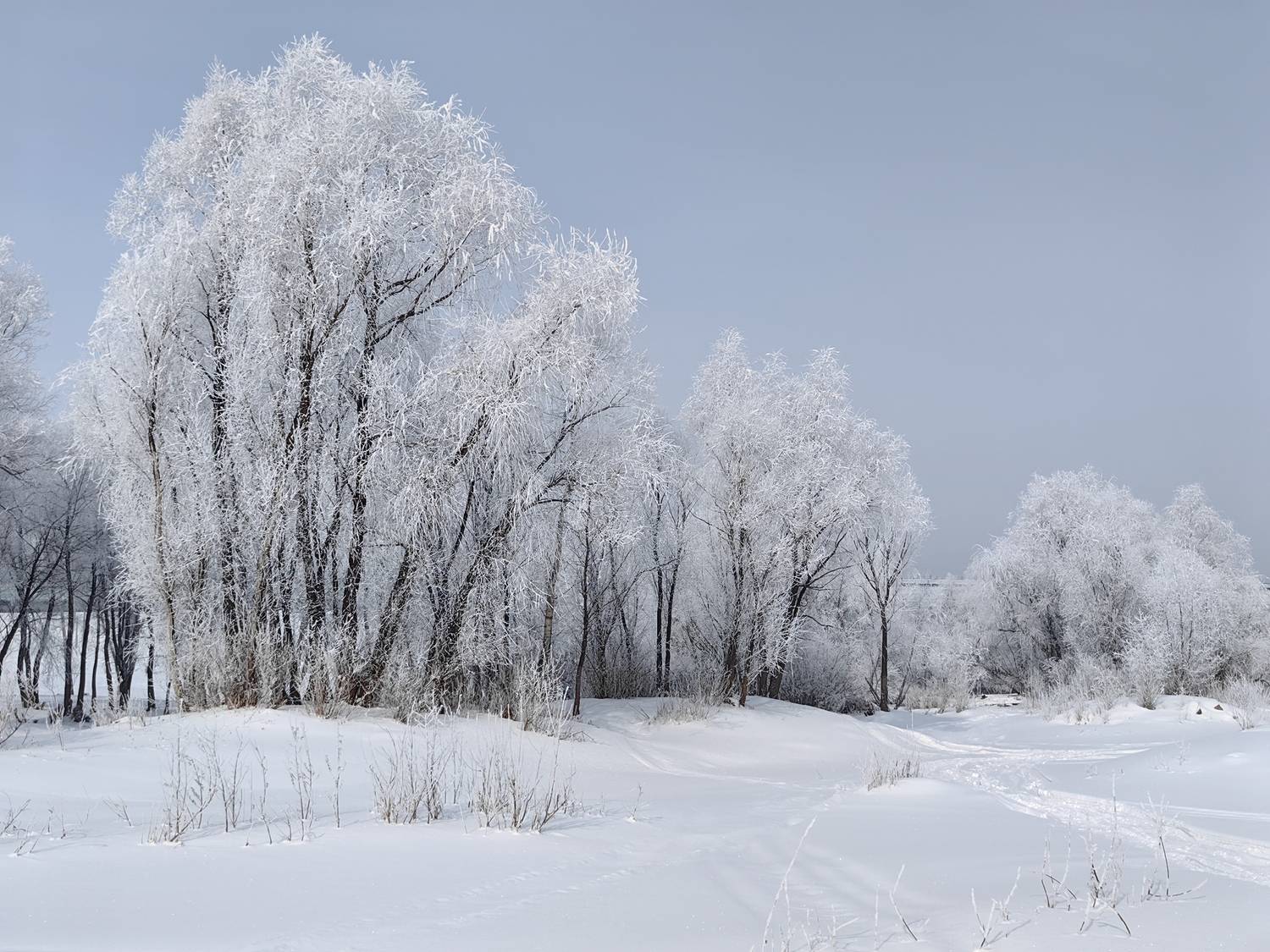 зима,февраль,деревья,иней, Козлова Галина