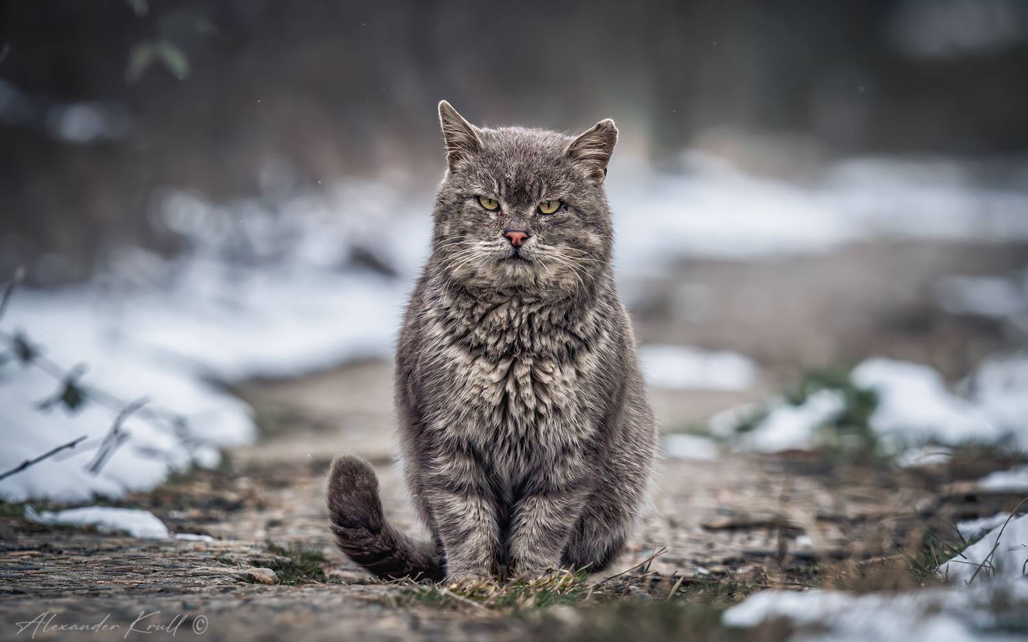 кот, серый, серьезный, Круль Александр