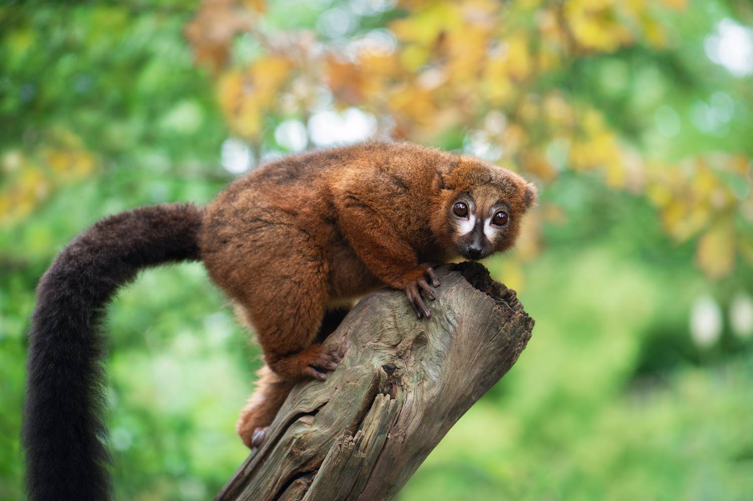 рыжебрюхий лемур, самец, red-bellied lemur; male; eulemur rubriventer, Наталья Паклина