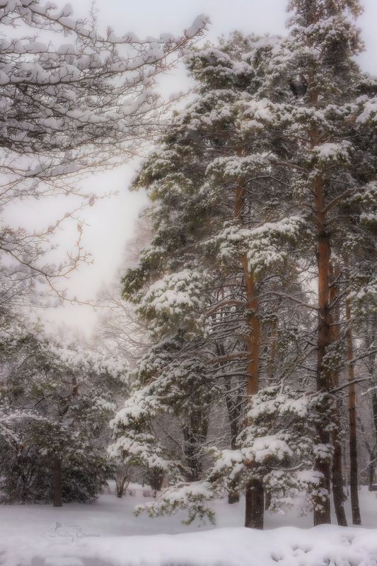 сосны зима пейзаж снег природа Зимний сон... фото превью