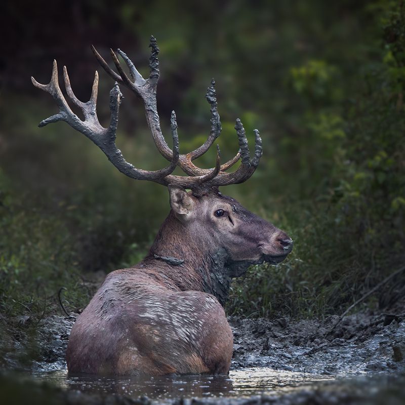 *** фото превью