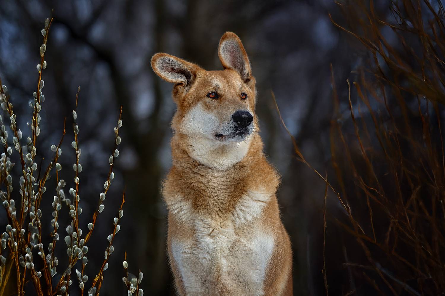 , Елена Самусенкова
