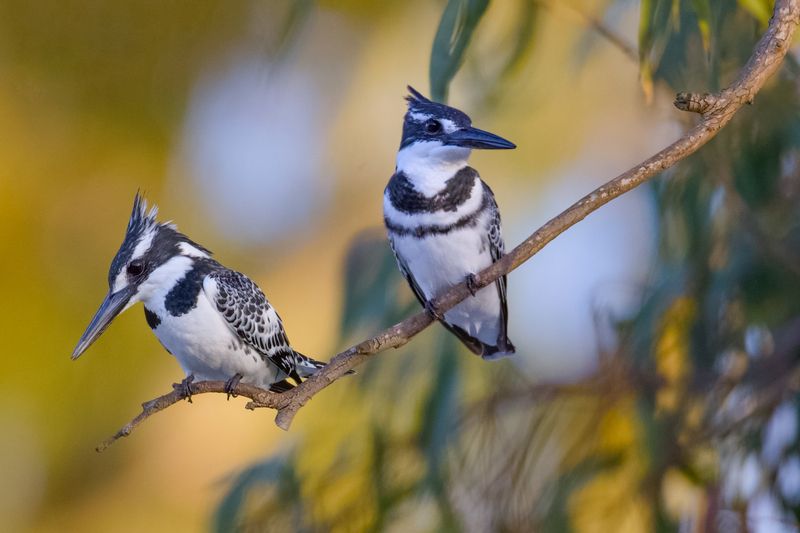 Pied kingfishers фото превью