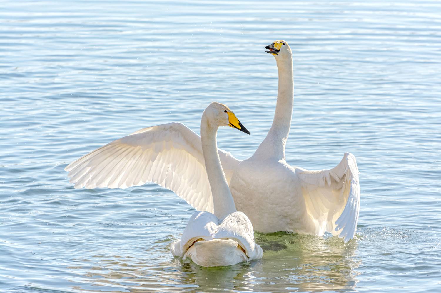 лебеди кликуны на алтае., Татаркин Вячеслав