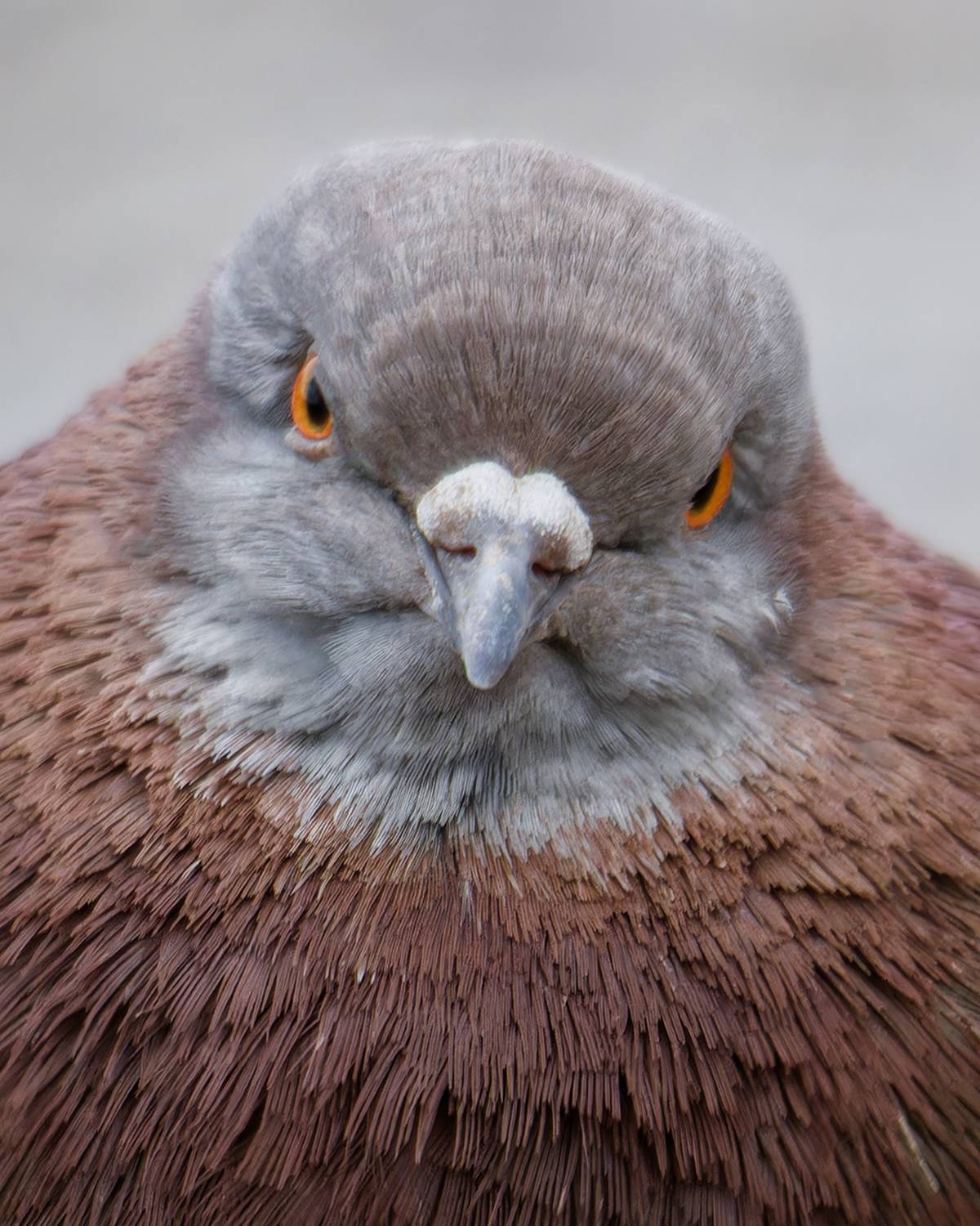 голубь, птица, dove, bird, pigeon, Хилько Марина