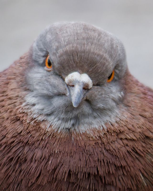 голубь, птица, dove, bird, pigeon Серьёзный толстячок фото превью