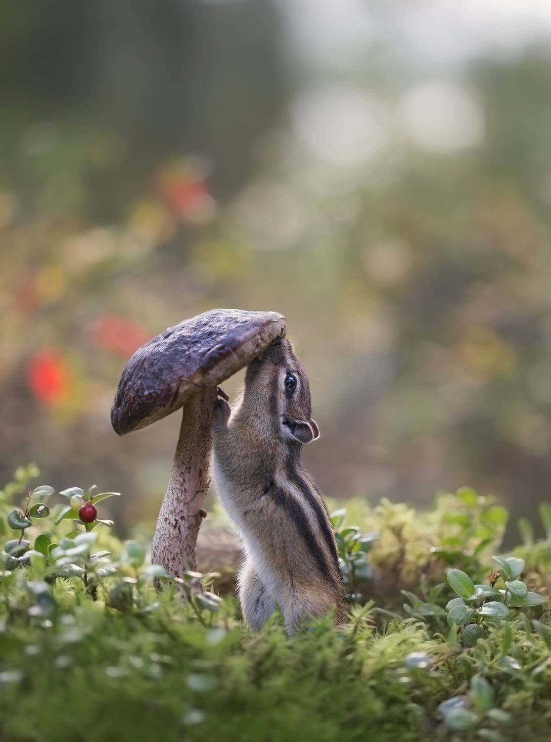 нерюнгри, бурундук, якутия, дикие_животные, женялевина, евгениялевина, животныеякутии, бурундукиибелкилевиной, подберезовик, Евгения Левина
