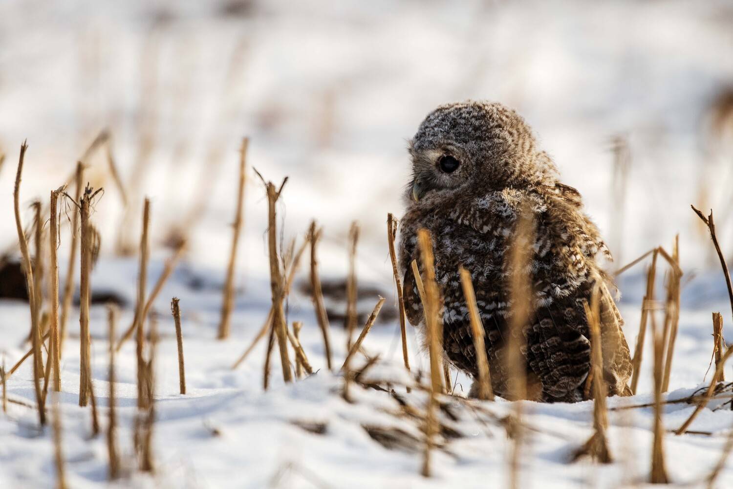 , Павел Ныриков