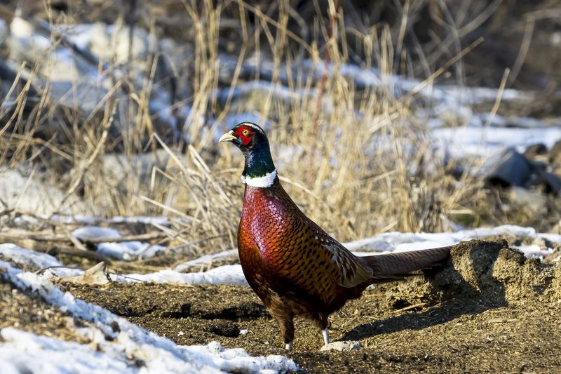 природа *** фото превью