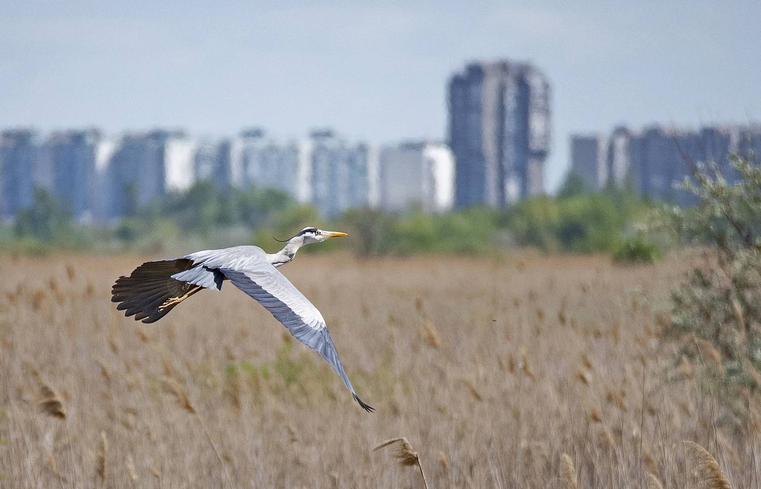 цапля птица, Gurdina Lena
