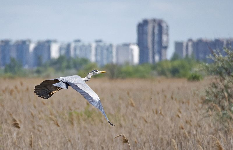 цапля птица Цапля на фоне Батайска фото превью