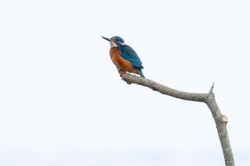 зимородок Зимородок фото превью