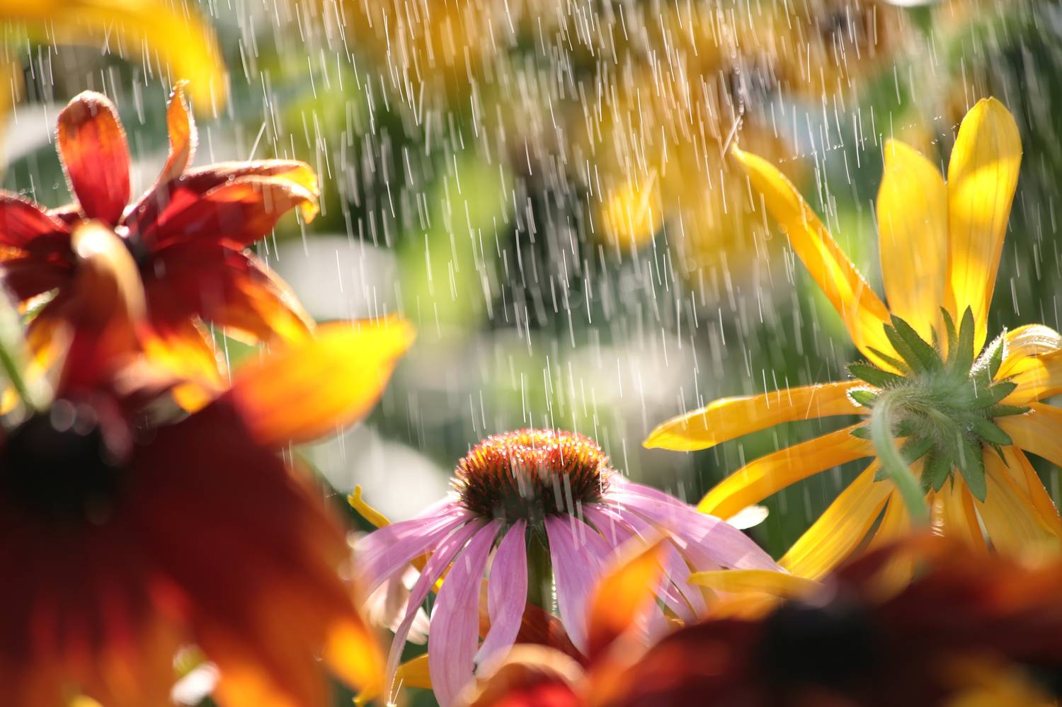 просто летний дождь, грибной дождь, лето, дождь, цветы, фотограф виталий стасов, Стасов Виталий