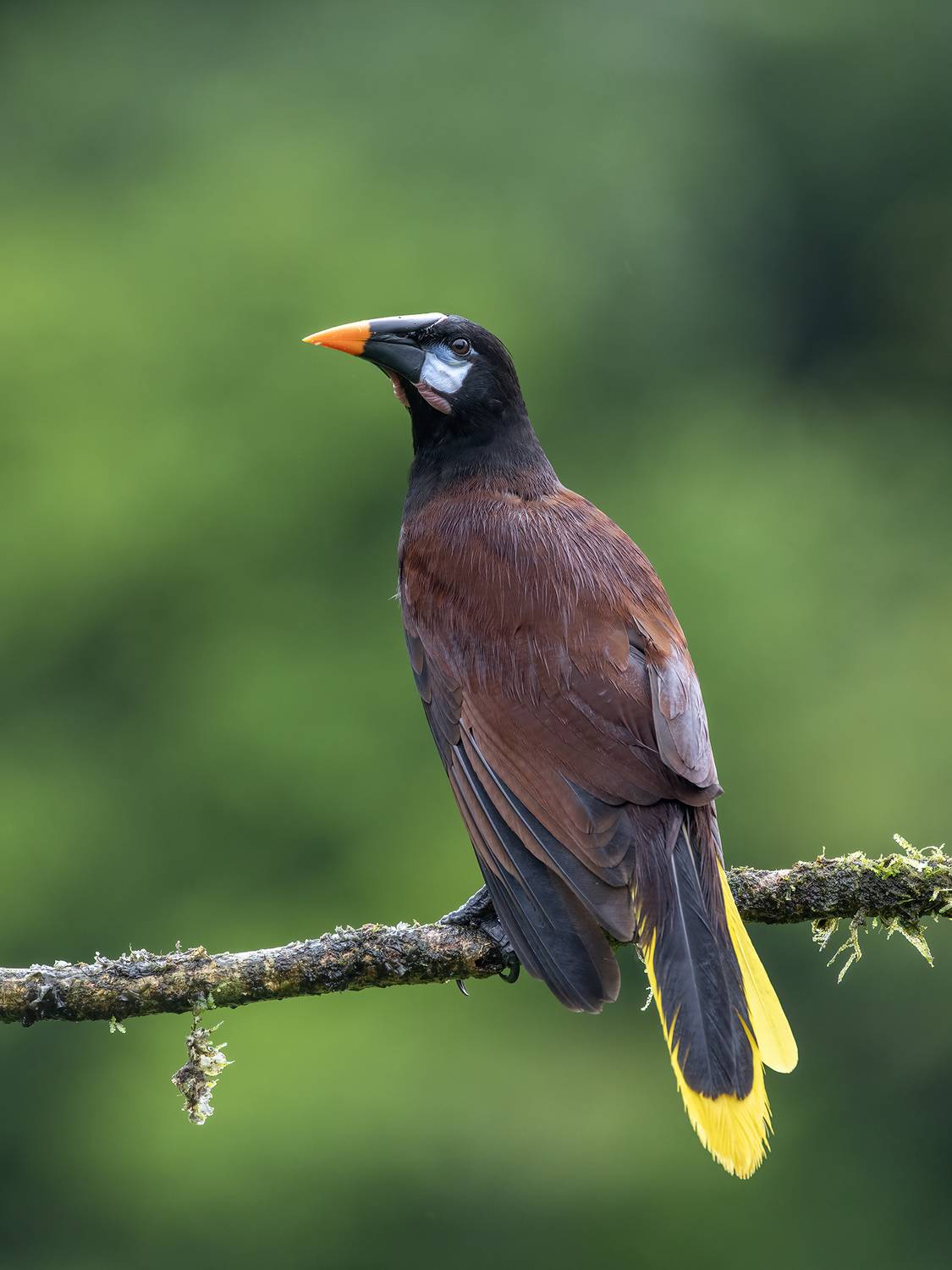 , Fernando Burgalin Sequeira