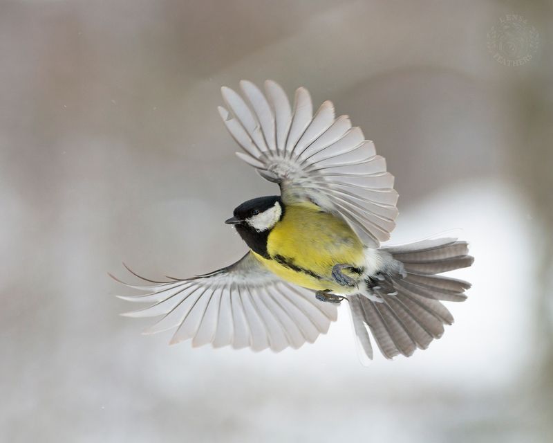 Большая синица - Lens and Feathers фото превью