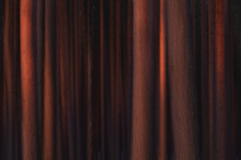 В лесу рассвет фото превью