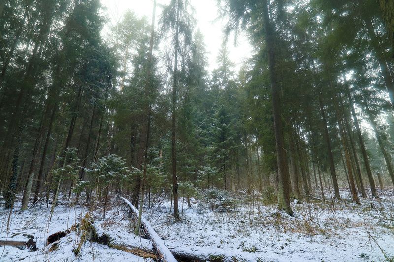 лес, зима, снег В зимнем лесу фото превью