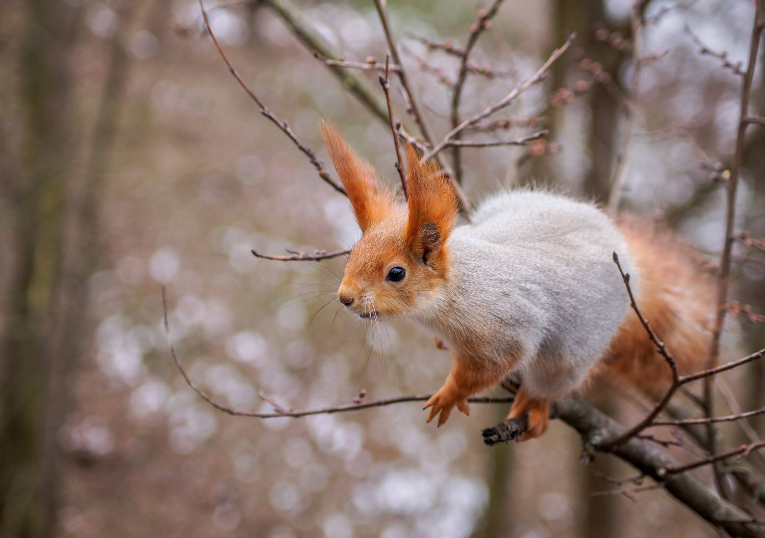 , Чепленко Алексей