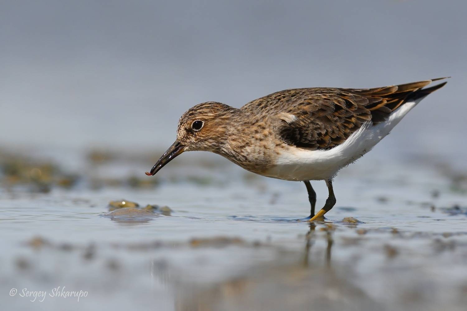 , Сергей Шкарупо