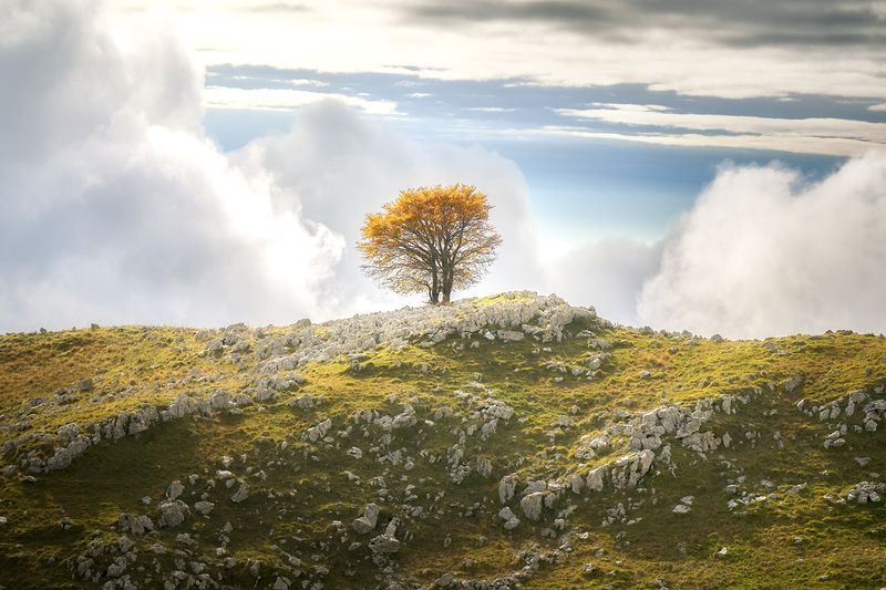 foresta del cansiglio фото превью