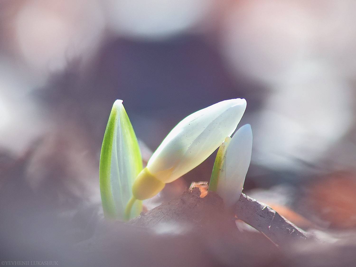 , Лукашук Евгений