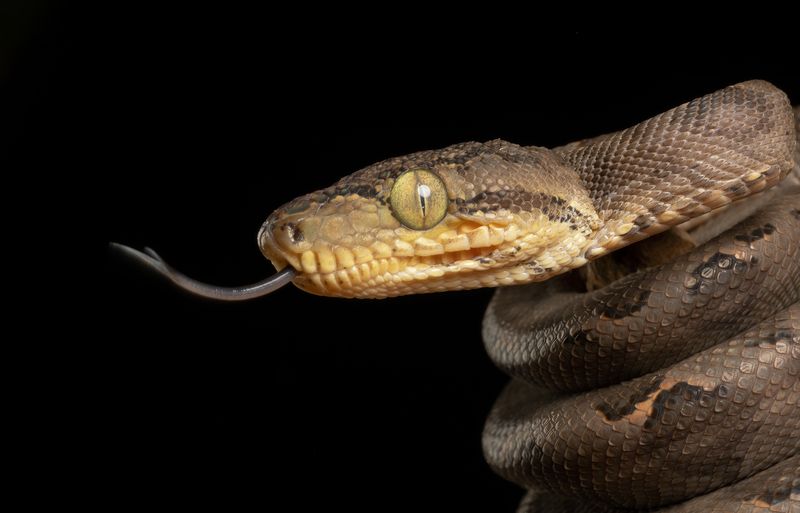 amazon tree boa, boa, snake, close up, reptiles and amphibians, canon Amazon Tree Boa фото превью