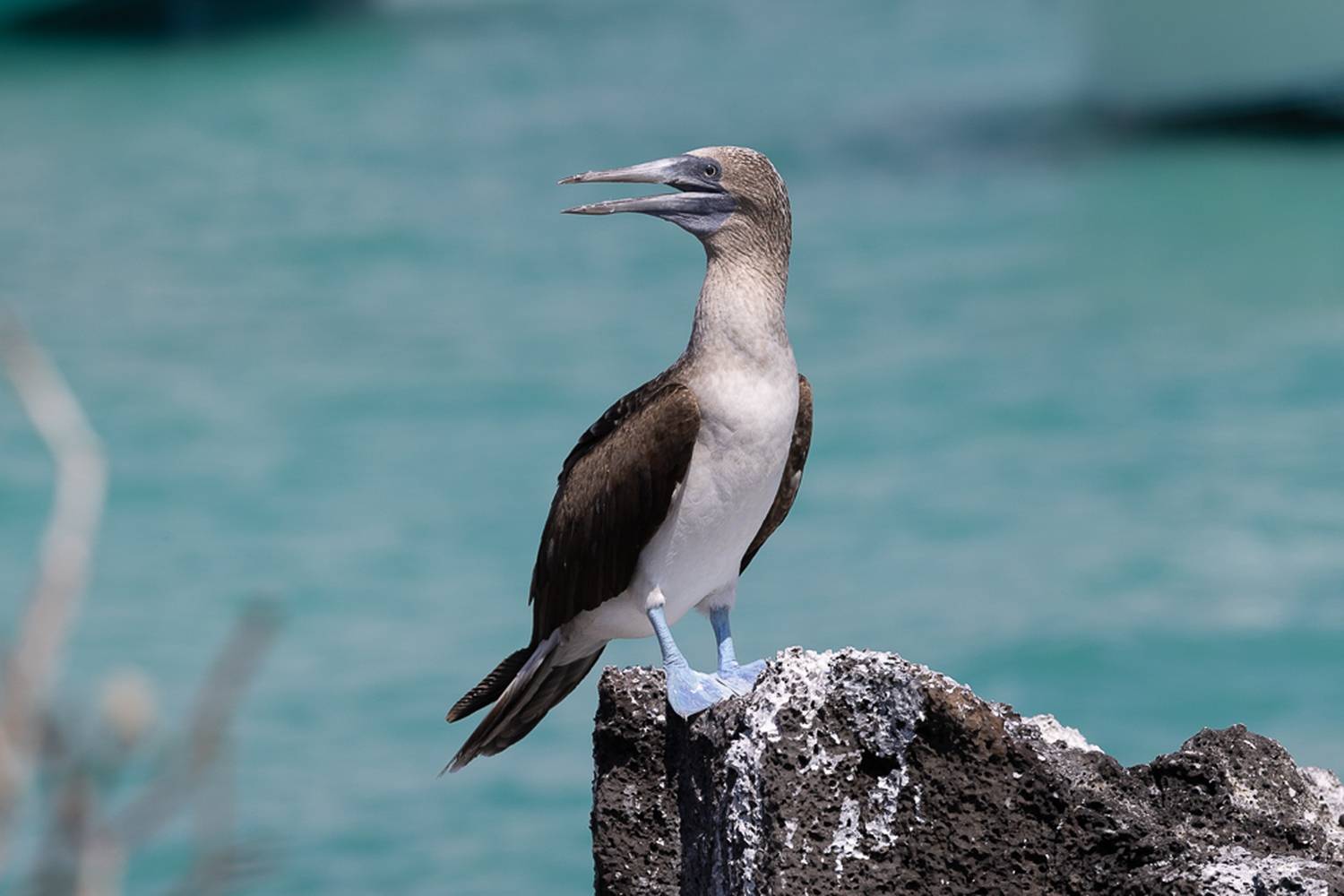 , Лозицкий Александр