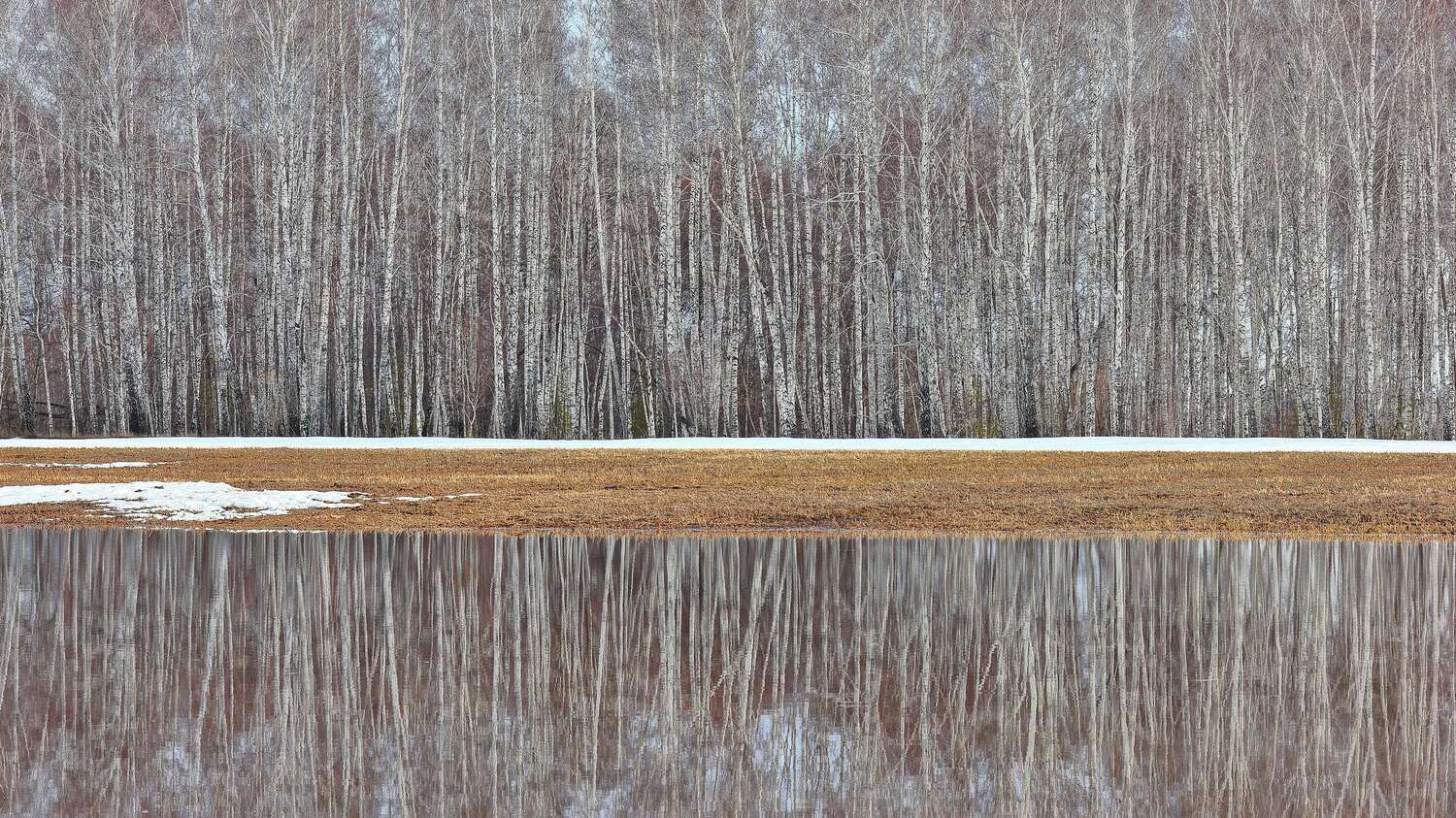 берёзы, Пермяков Михаил