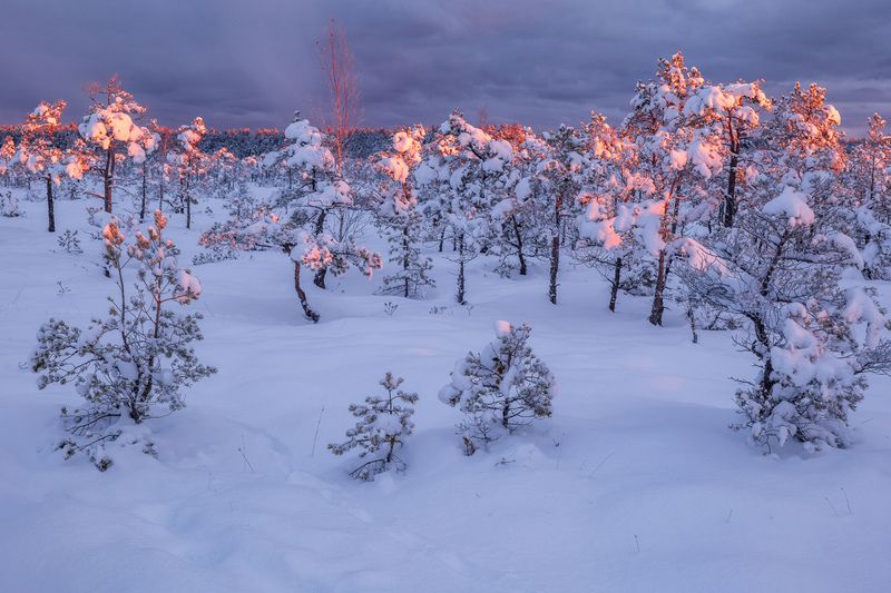 Снежное утро фото превью