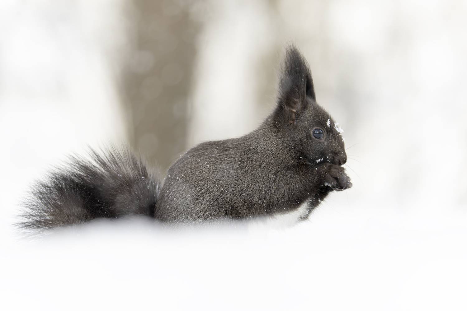 Белка, Руслан Pl