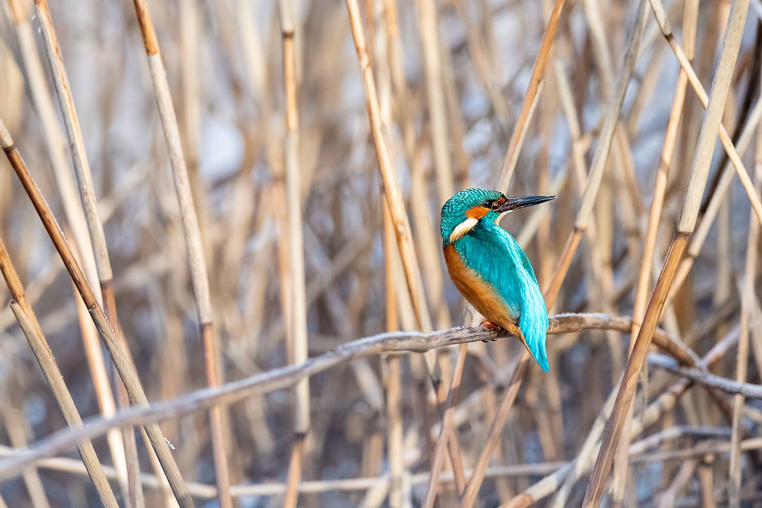 , Абросимов Александр