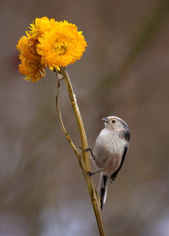 Long-tailed Ti фото превью