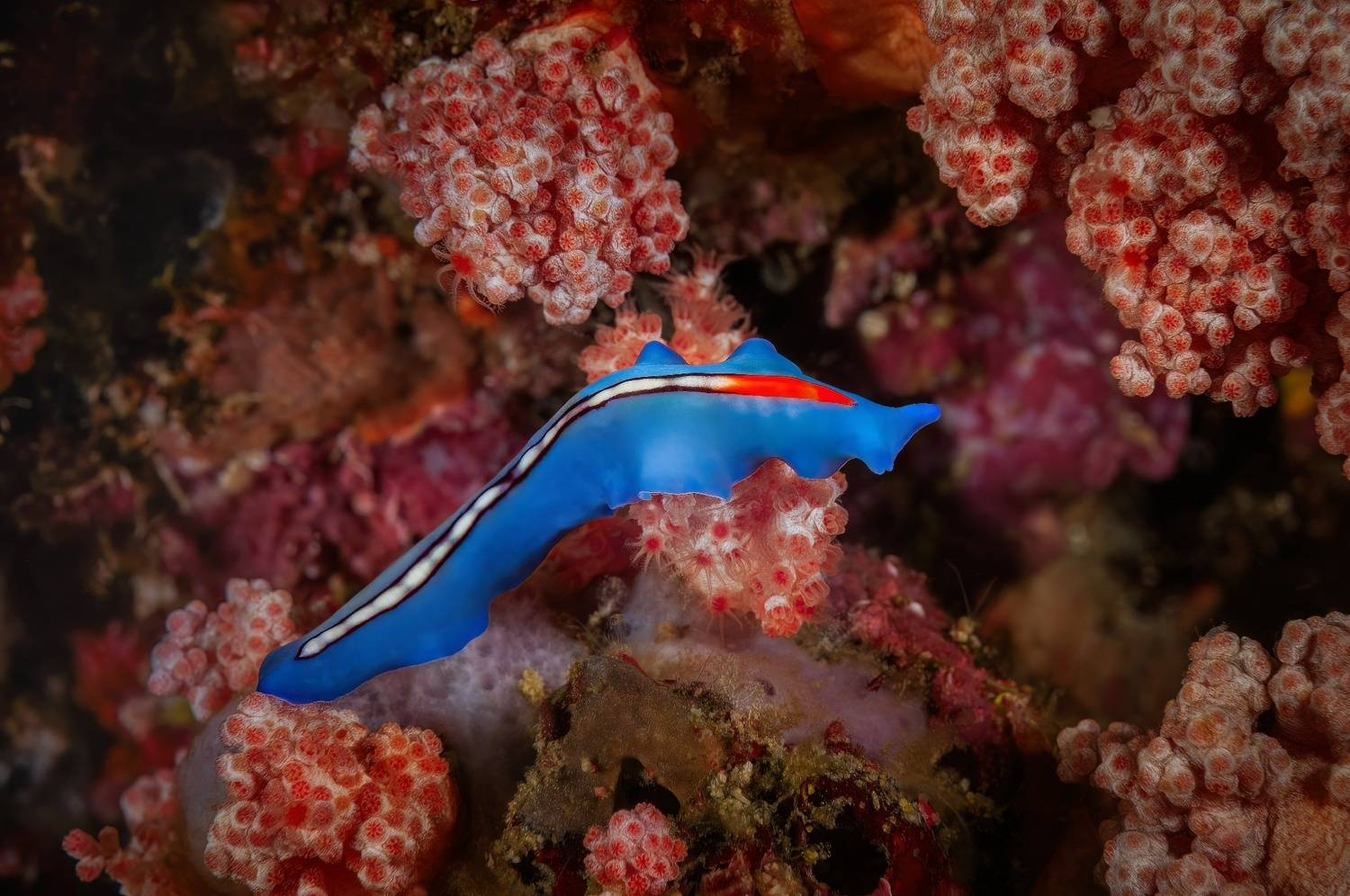 морской плоский червь, pseudoceros liparus, malapascua island, philippines, малапаскуа,  филиппины, Булгаков Сергей