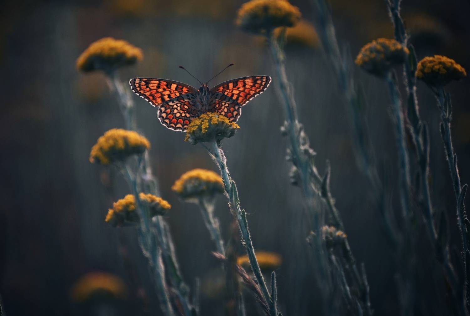 , Герчев Николай