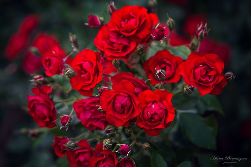 Розы фото превью