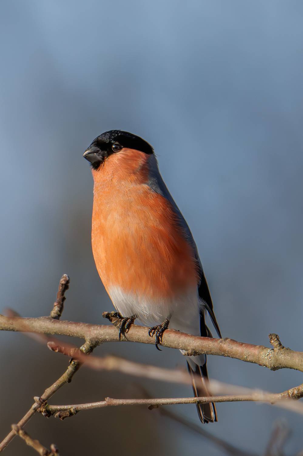 , Морозов Сергей