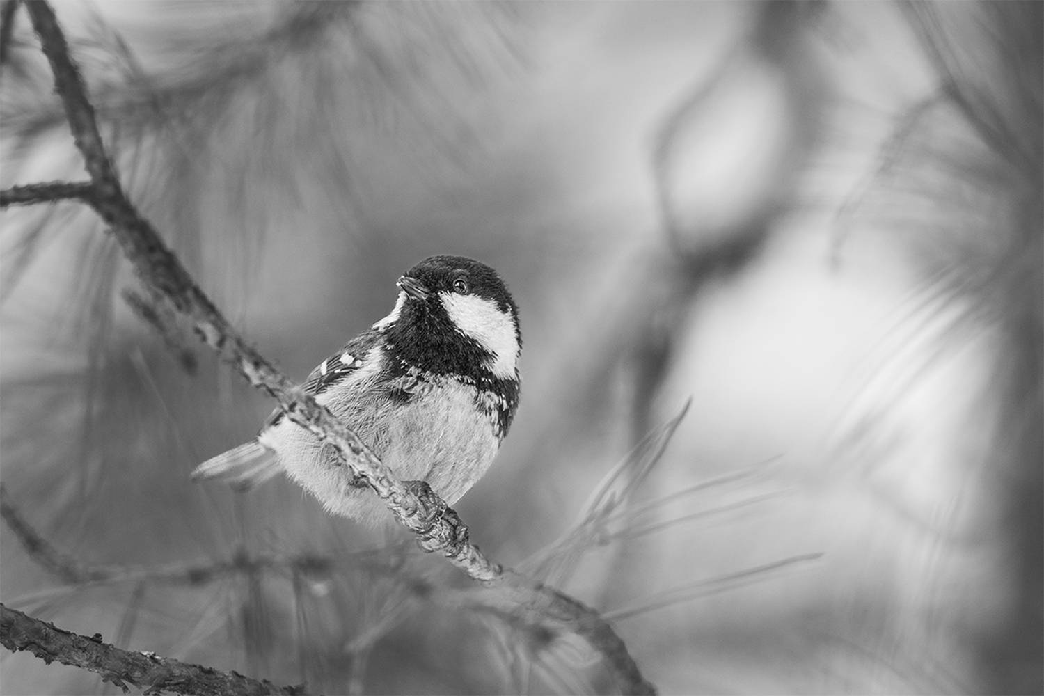 , Чудинин Дмитрий