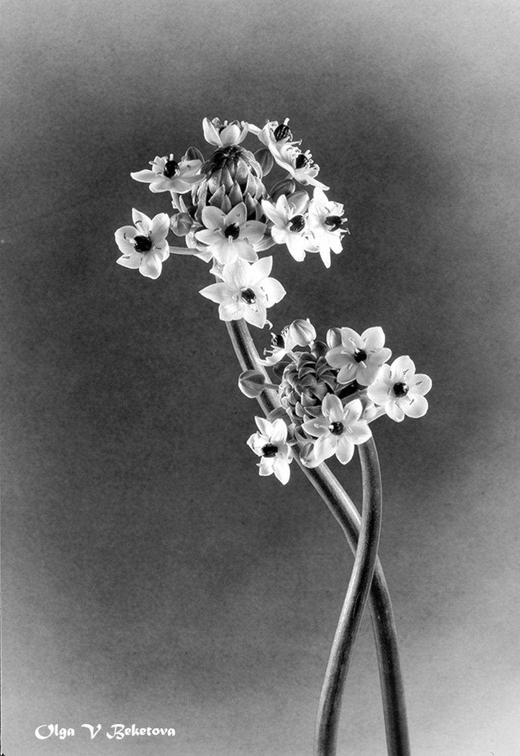 цветы, натюрморт, Бекетова Ольга