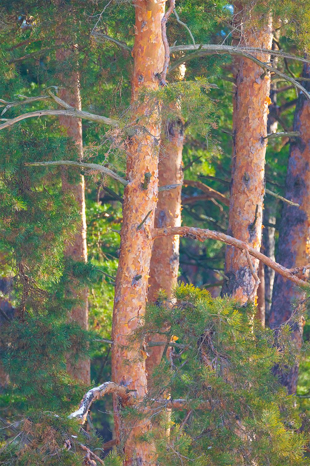 , Чудинин Дмитрий