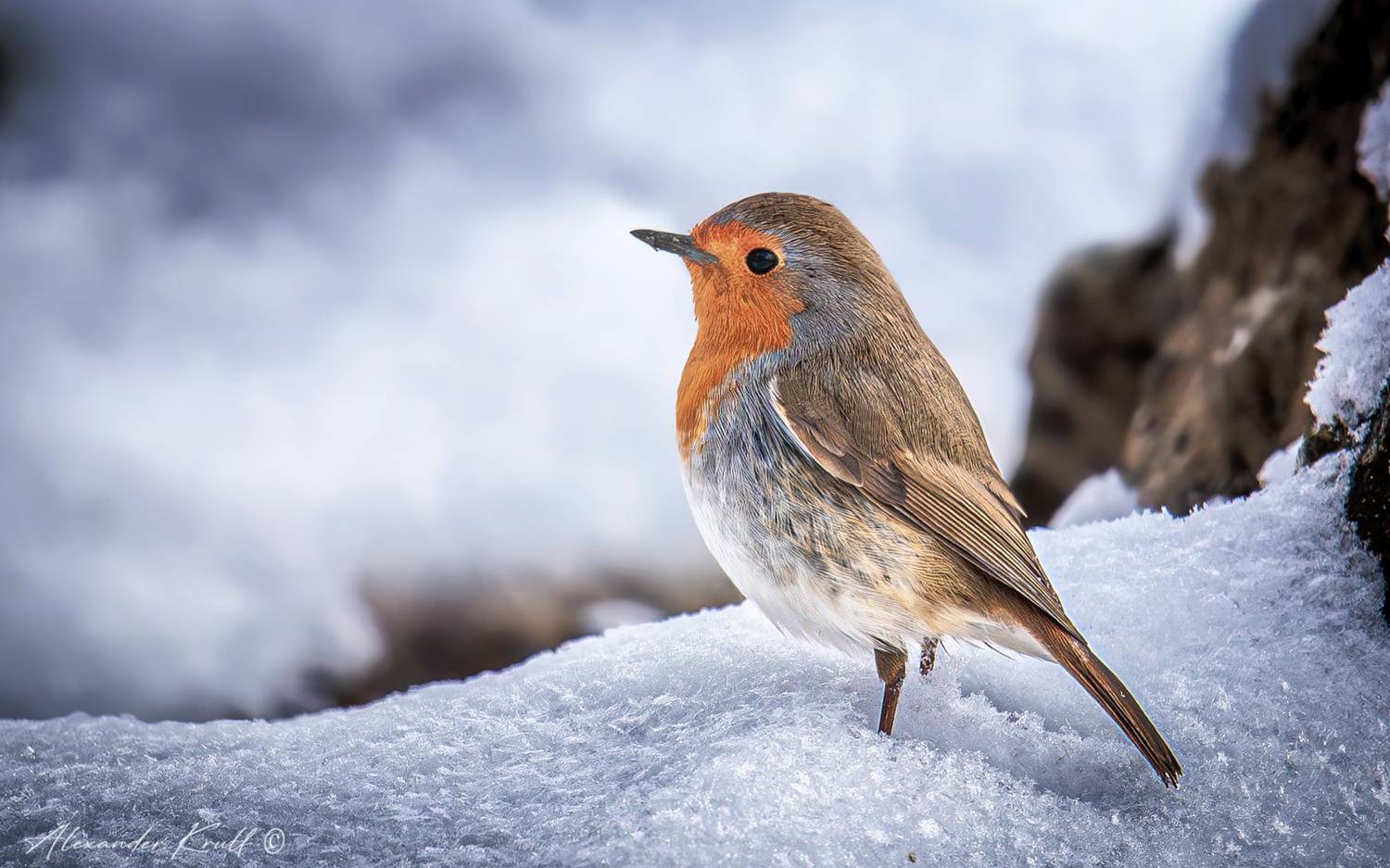 зарянка, малиновка, erithacus rubecula, Круль Александр